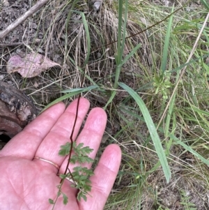 Cheilanthes sp. at Aranda, ACT - 16 Nov 2023