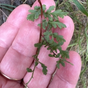 Cheilanthes sp. at Aranda, ACT - 16 Nov 2023