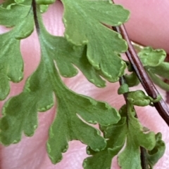 Cheilanthes sp. at Aranda, ACT - 16 Nov 2023