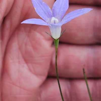 Wahlenbergia capillaris (Tufted Bluebell) at The Pinnacle - 14 Nov 2023 by sangio7
