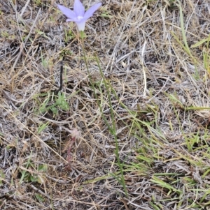 Wahlenbergia capillaris at The Pinnacle - 14 Nov 2023