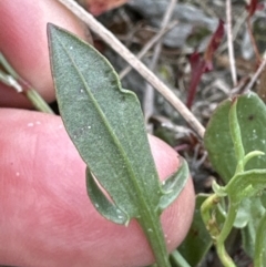 Rumex acetosella (Sheep Sorrel) at Aranda, ACT - 16 Nov 2023 by lbradley