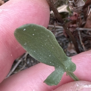 Rumex acetosella at Aranda, ACT - 16 Nov 2023