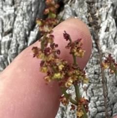 Rumex acetosella at Aranda, ACT - 16 Nov 2023 03:15 PM