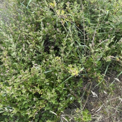 Rubus parvifolius (Native Raspberry) at Aranda Bushland - 16 Nov 2023 by lbradley