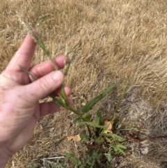 Rumex brownii at Yarralumla, ACT - 16 Nov 2023