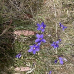 Cheiranthera linearis (Finger Flower) at Jacka, ACT - 16 Nov 2023 by leith7