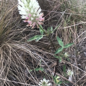 Trifolium vesiculosum at National Arboretum Forests - 9 Nov 2023