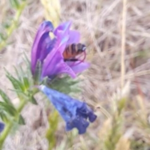 Apis mellifera at Jerrabomberra East Offset (JE_4) - 16 Nov 2023