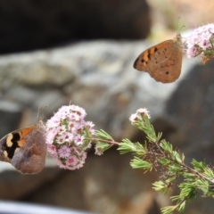 Heteronympha merope (Common Brown Butterfly) at Acton, ACT - 16 Nov 2023 by HelenCross