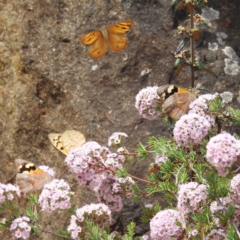 Heteronympha merope at ANBG - 16 Nov 2023 01:01 PM