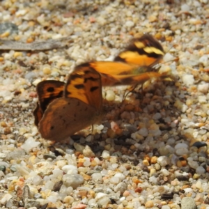 Heteronympha merope at ANBG - 16 Nov 2023 01:01 PM