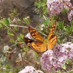 Heteronympha merope at ANBG - 16 Nov 2023 01:01 PM