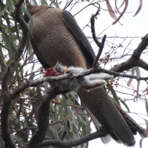 Accipiter fasciatus at ANBG - 16 Nov 2023