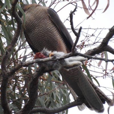 Tachyspiza fasciata (Brown Goshawk) at ANBG - 16 Nov 2023 by HelenCross