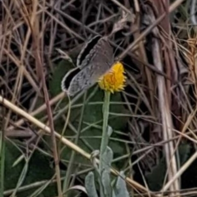 Zizina otis (Common Grass-Blue) at Jerrabomberra Grassland - 16 Nov 2023 by mikekl23