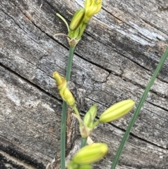 Tricoryne elatior (Yellow Rush Lily) at Mount Ainslie - 16 Nov 2023 by SilkeSma
