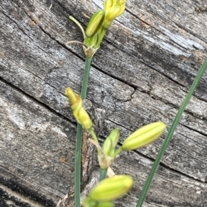 Tricoryne elatior at Mount Ainslie - 16 Nov 2023 11:49 AM