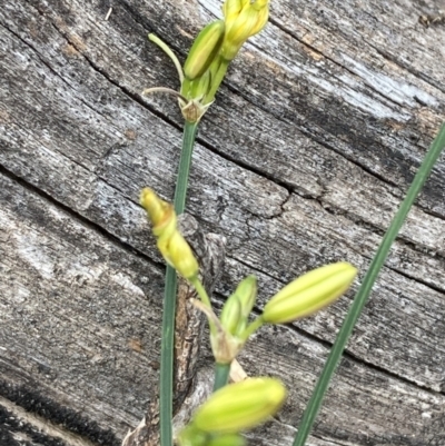 Tricoryne elatior (Yellow Rush Lily) at Mount Ainslie - 16 Nov 2023 by SilkeSma
