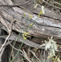 Tricoryne elatior at Mount Ainslie - 16 Nov 2023 11:49 AM