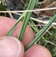 Tricoryne elatior at Mount Ainslie - 16 Nov 2023 11:49 AM