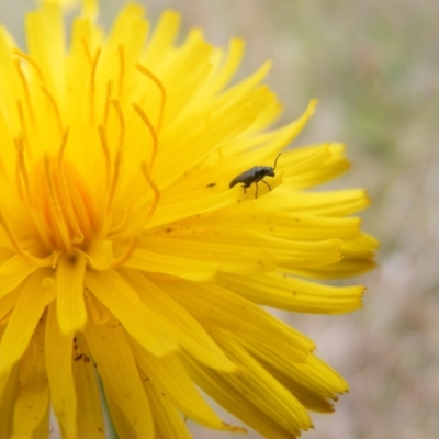 Dasytinae (subfamily) (Soft-winged flower beetle) at Black Street Grasslands to Stirling Ridge - 14 Nov 2007 by MichaelMulvaney