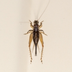 Trigonidium sp. (genus) (A Sword-tail Cricket) at QPRC LGA - 14 Nov 2023 by MarkT