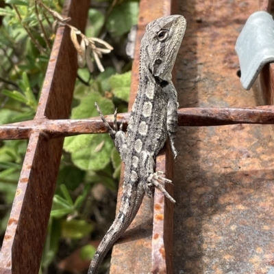 Amphibolurus muricatus at Rendezvous Creek, ACT - 16 Nov 2023 by nath_kay