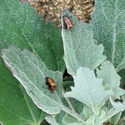 Coccinellidae (family) (Unidentified lady beetle) at National Arboretum Woodland - 15 Nov 2023 by galah681