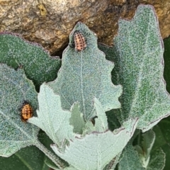 Coccinellidae (family) at NAS100: STEP Dam Lot 100 - 16 Nov 2023