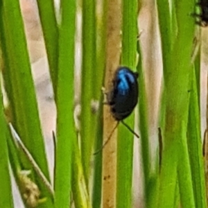 Altica sp. (genus) at Sth Tablelands Ecosystem Park - 16 Nov 2023 09:43 AM