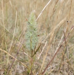 Trifolium angustifolium (Narrowleaf Clover) at Brisbane Grove, NSW - 15 Nov 2023 by AlexJ