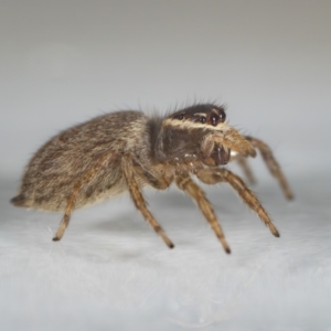 Maratus griseus at QPRC LGA - suppressed