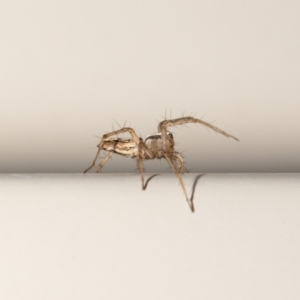 Oxyopes sp. (genus) at QPRC LGA - 14 Nov 2023