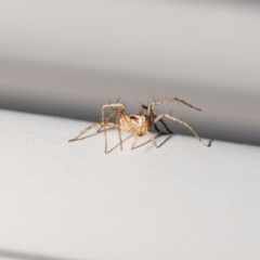 Oxyopes sp. (genus) at QPRC LGA - suppressed