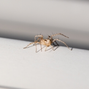 Oxyopes sp. (genus) at QPRC LGA - 14 Nov 2023