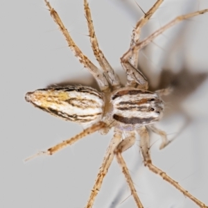 Oxyopes sp. (genus) at QPRC LGA - 14 Nov 2023