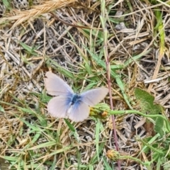 Zizina otis (Common Grass-Blue) at National Arboretum Woodland - 15 Nov 2023 by galah681