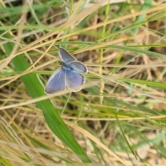 Zizina otis (Common Grass-Blue) at NAS100: STEP Dam Lot 100 - 15 Nov 2023 by galah681