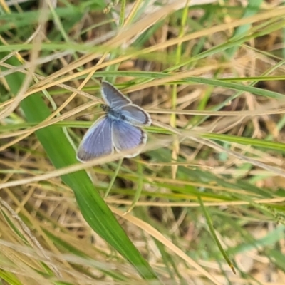 Zizina otis (Common Grass-Blue) at NAS100: STEP Dam Lot 100 - 16 Nov 2023 by galah681