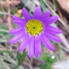 Calotis scabiosifolia var. integrifolia (Rough Burr-daisy) at Yaouk, NSW - 5 Nov 2023 by JARS