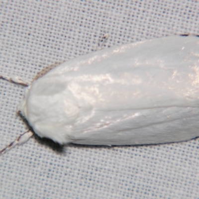 Cryptophasa epadelpha (A Gelechioid moth (Xyloryctidae)) at Sheldon, QLD - 16 Nov 2007 by PJH123