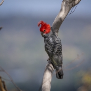 Callocephalon fimbriatum at Mount Majura - suppressed