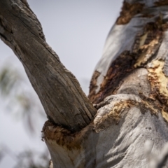 Callocephalon fimbriatum at Mount Majura - suppressed