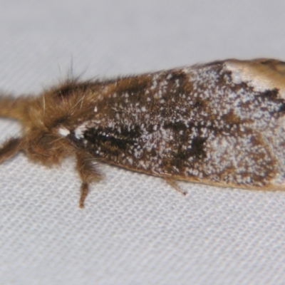 Euproctis marginalis (Euproctis marginalis) at Sheldon, QLD - 16 Nov 2007 by PJH123