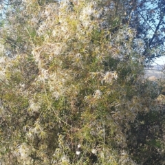 Clematis leptophylla (Small-leaf Clematis, Old Man's Beard) at Williamsdale, NSW - 13 Nov 2023 by Kazw