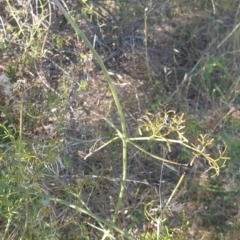 Clematis leptophylla at Williamsdale, NSW - 13 Nov 2023