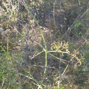 Clematis leptophylla at Williamsdale, NSW - 13 Nov 2023 05:12 PM