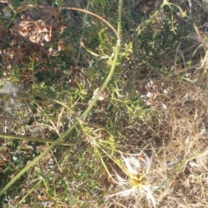 Clematis leptophylla at Williamsdale, NSW - 13 Nov 2023