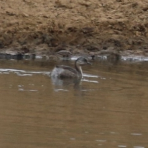 Poliocephalus poliocephalus at Tuggeranong, ACT - 16 Nov 2023